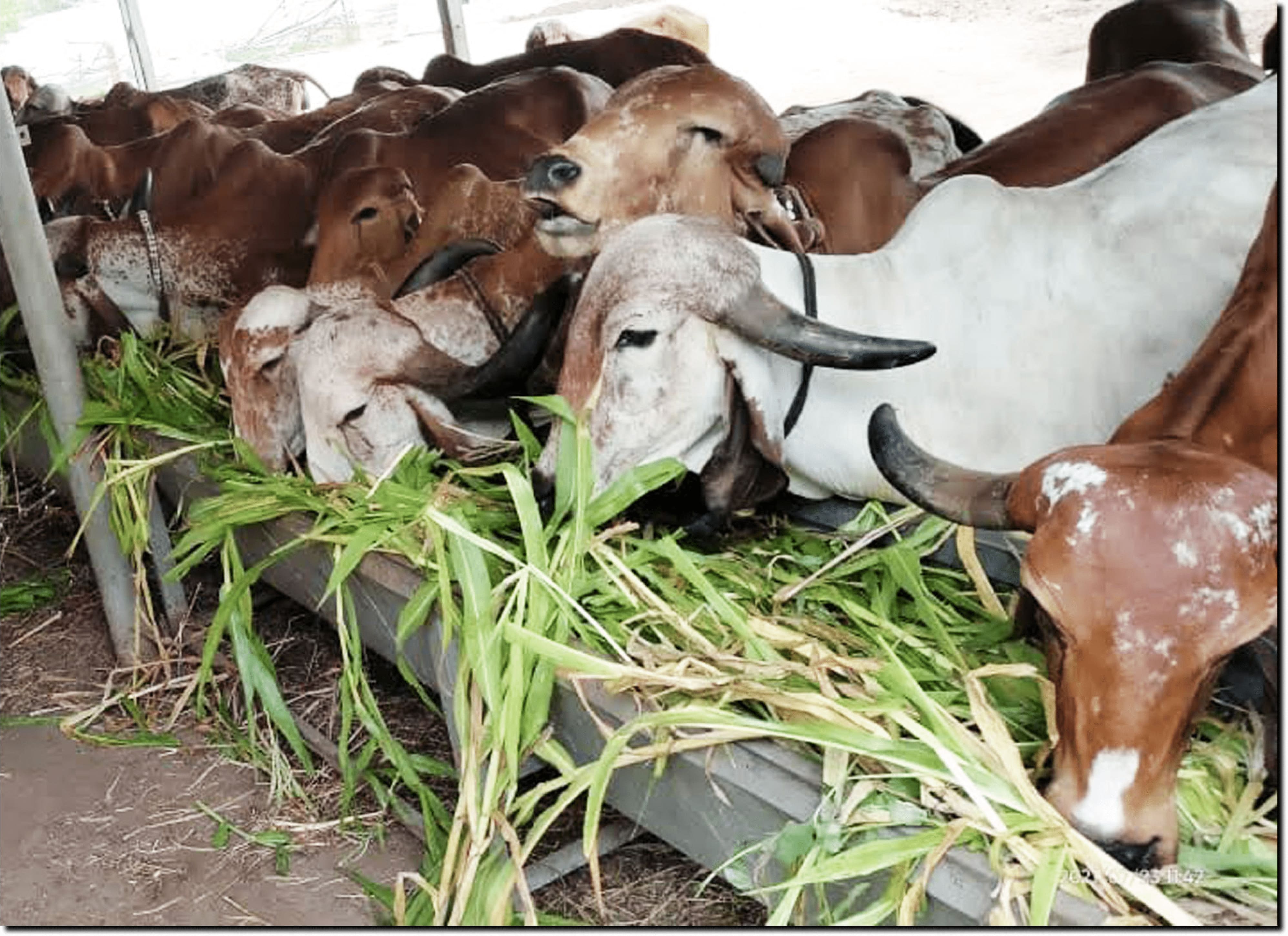 Gir Cow